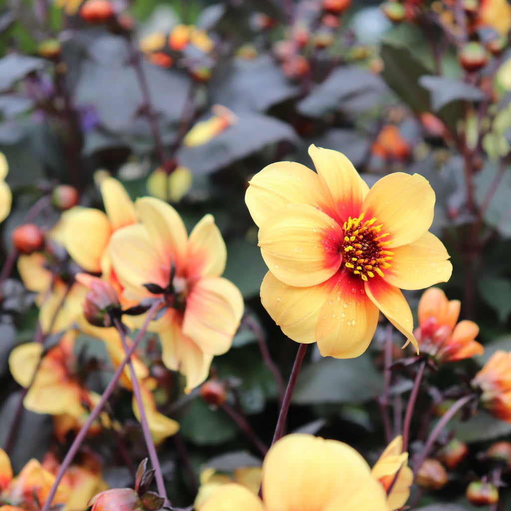 Dahlia Moonfire Image