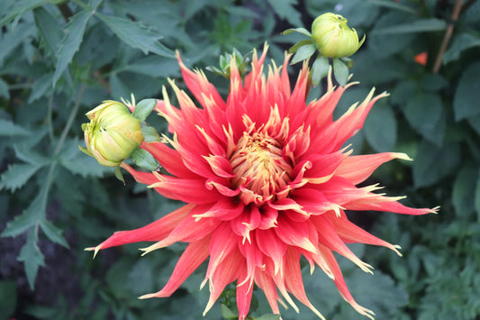 Dahlia Show and Tell 2