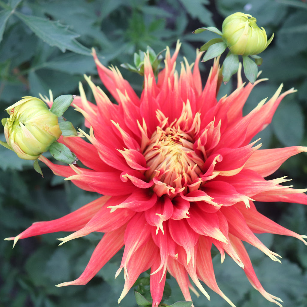 Dahlia Show and Tell Image