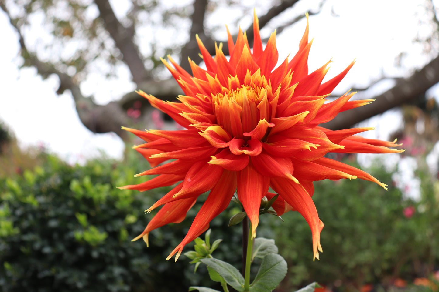 Dahlia Show and Tell 3