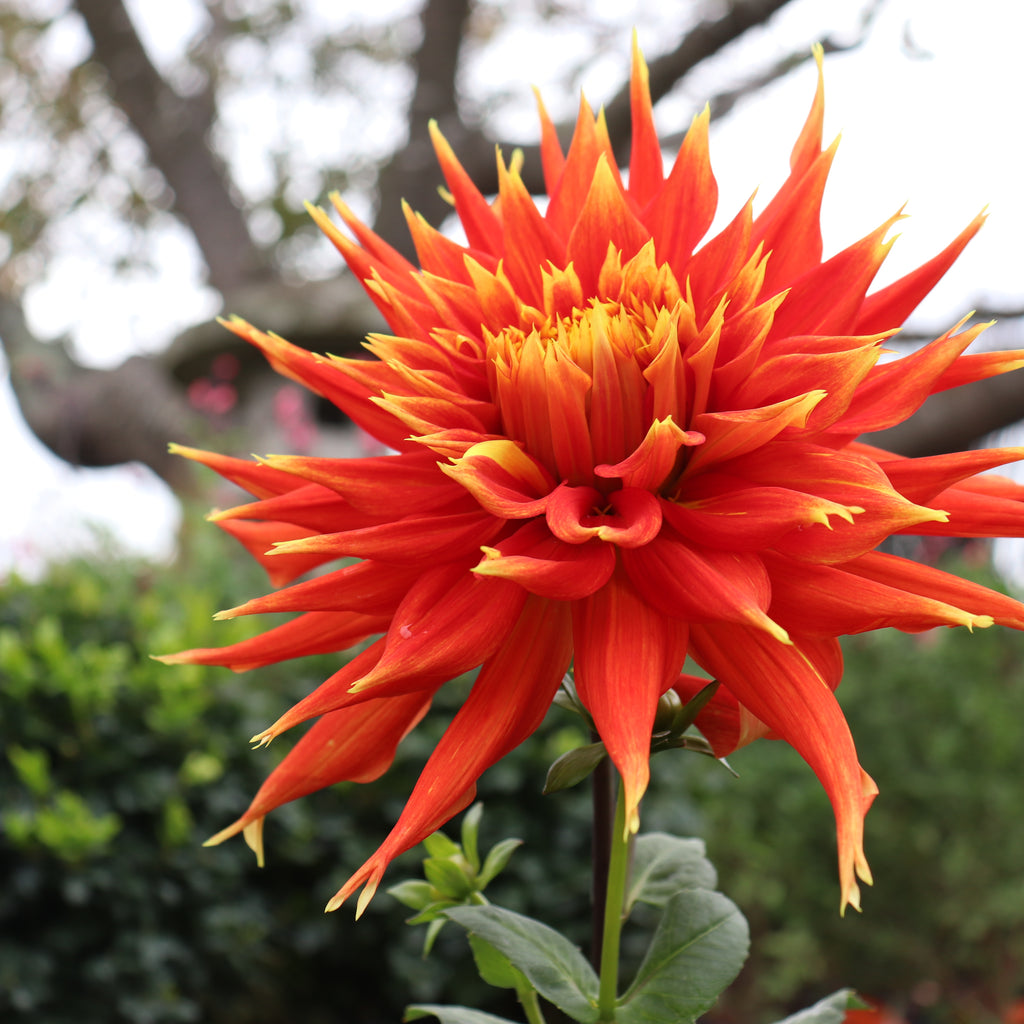 Dahlia Show and Tell Image
