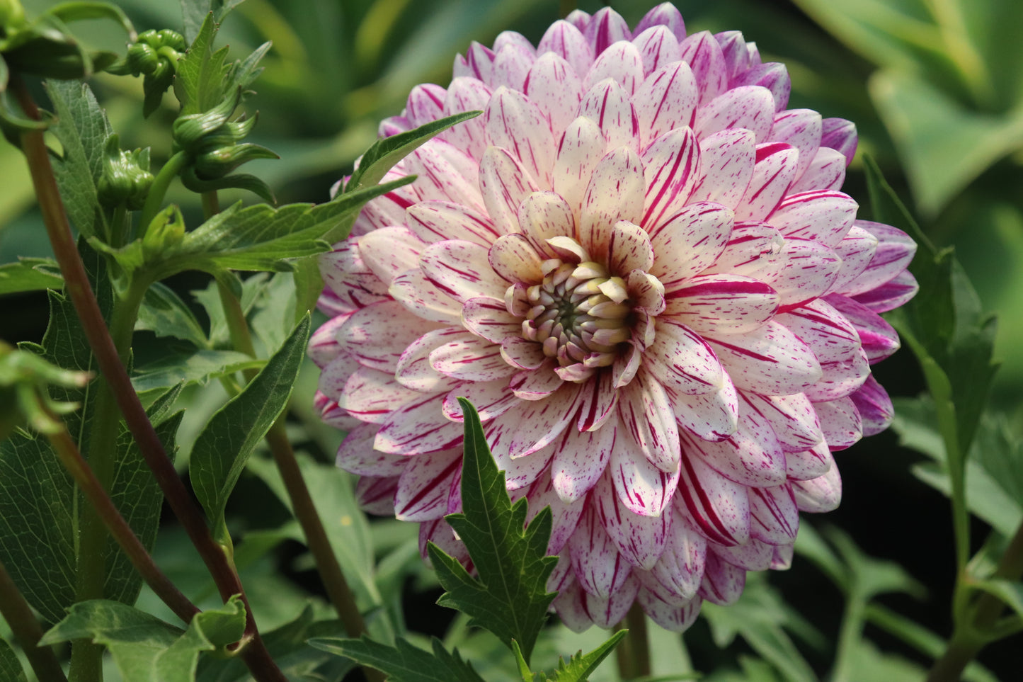 Dahlia Smokey