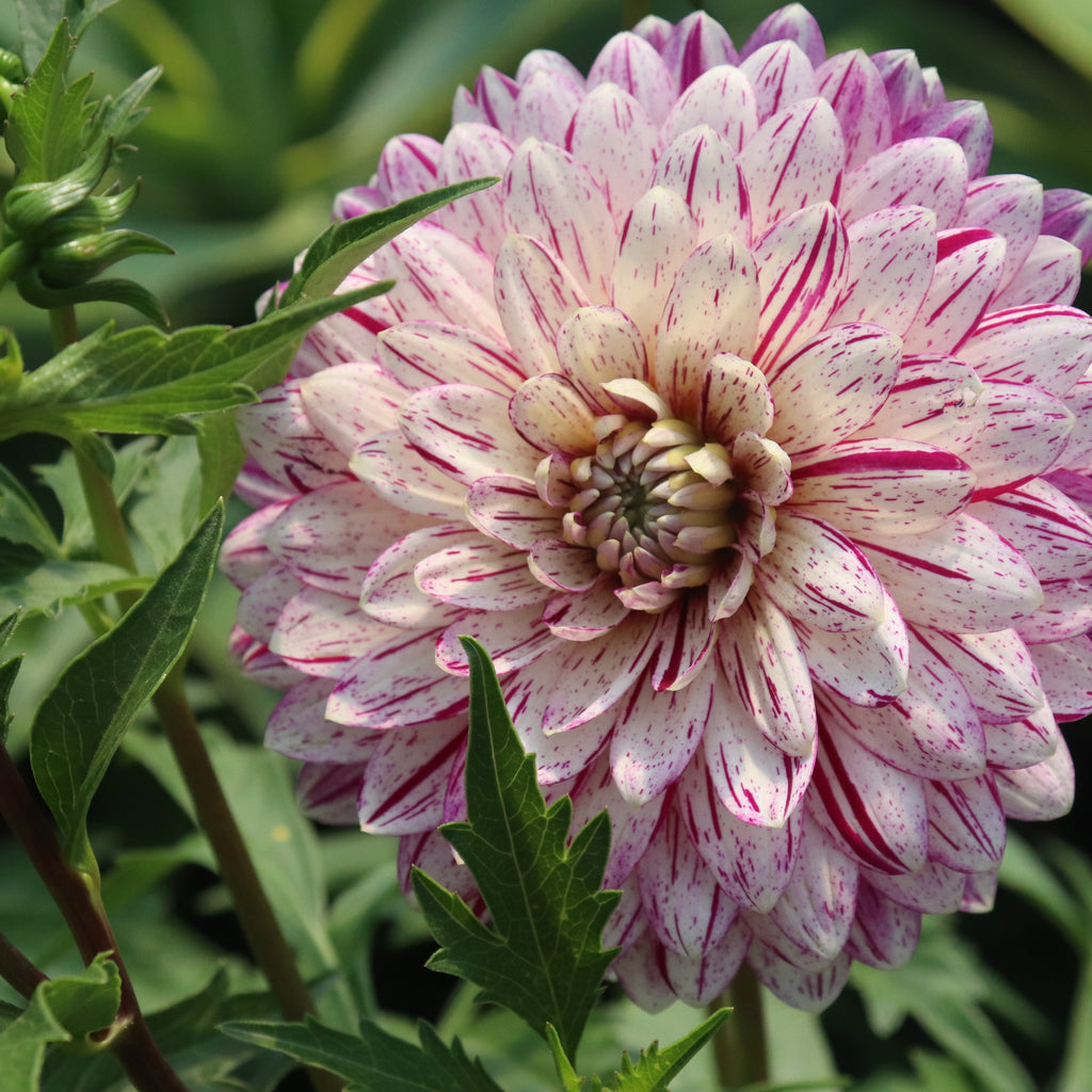 Dahlia Smokey Image