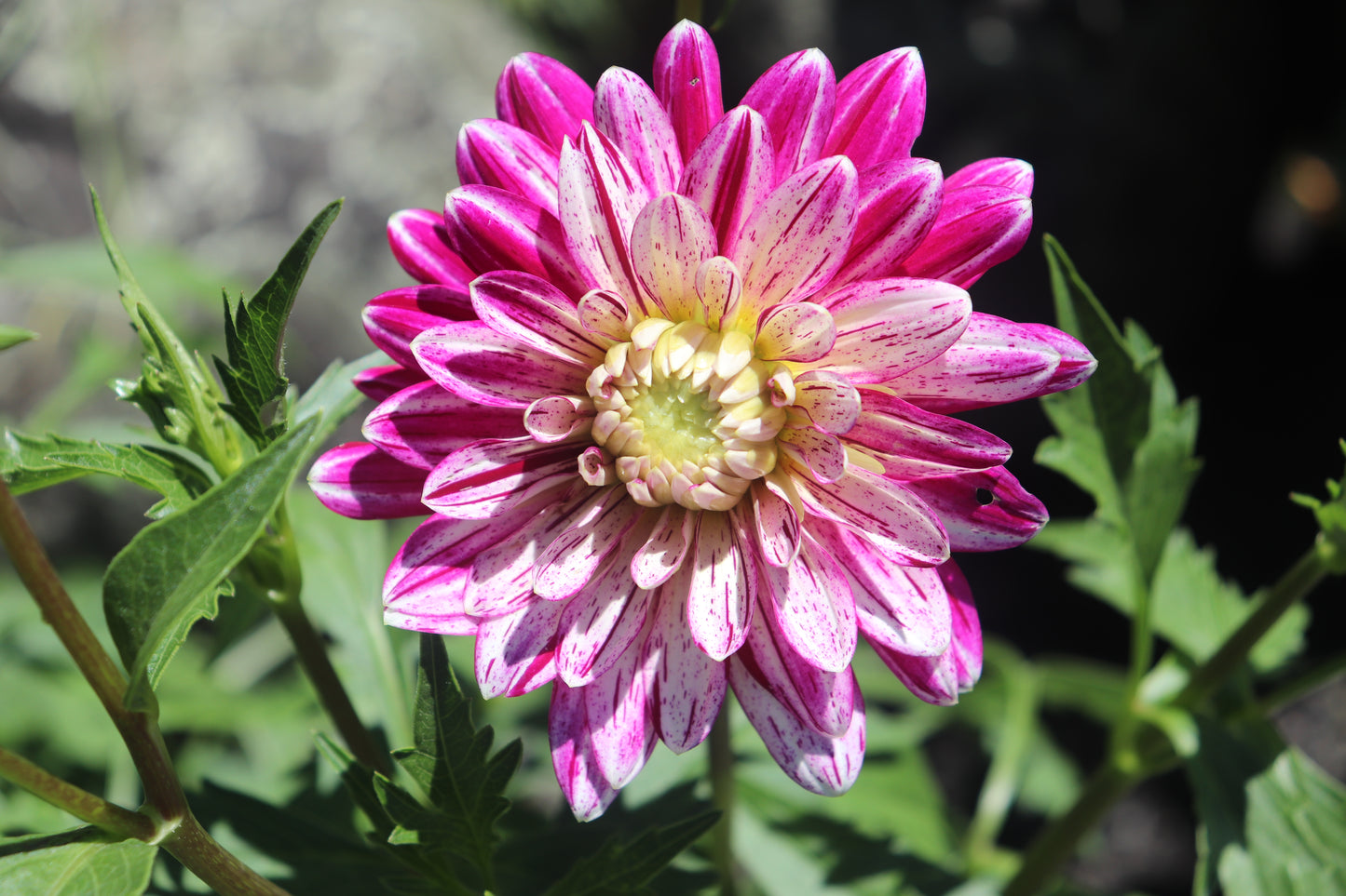 Dahlia Smokey 2