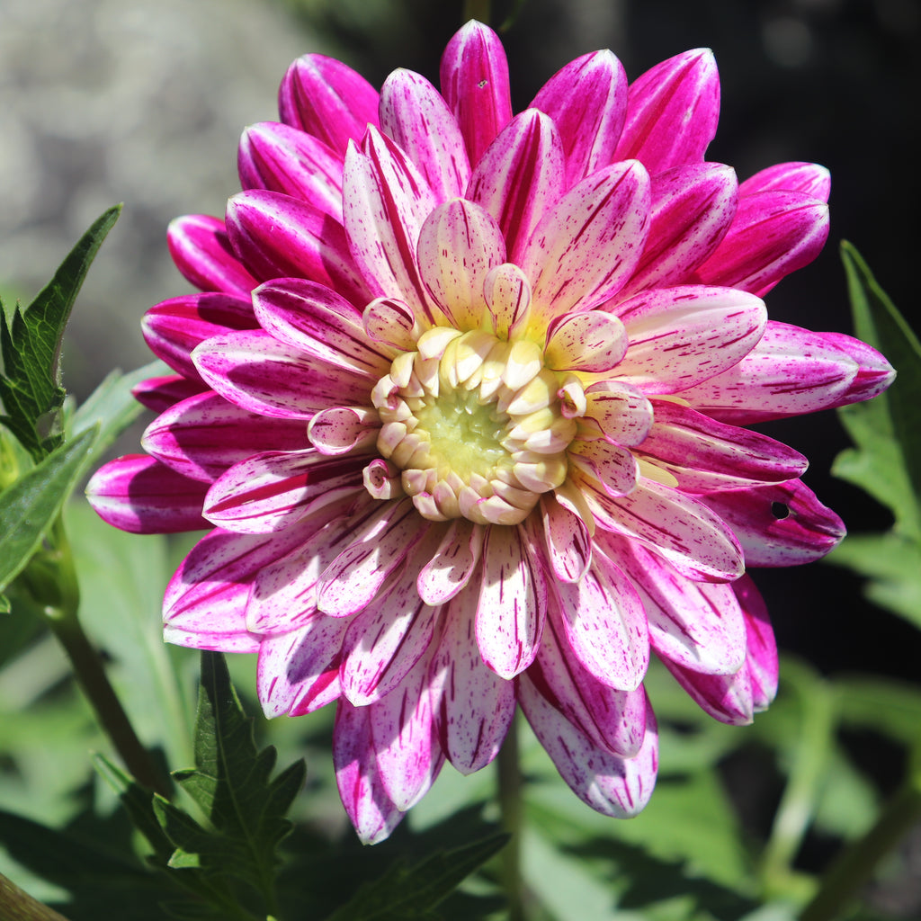Dahlia Smokey Image