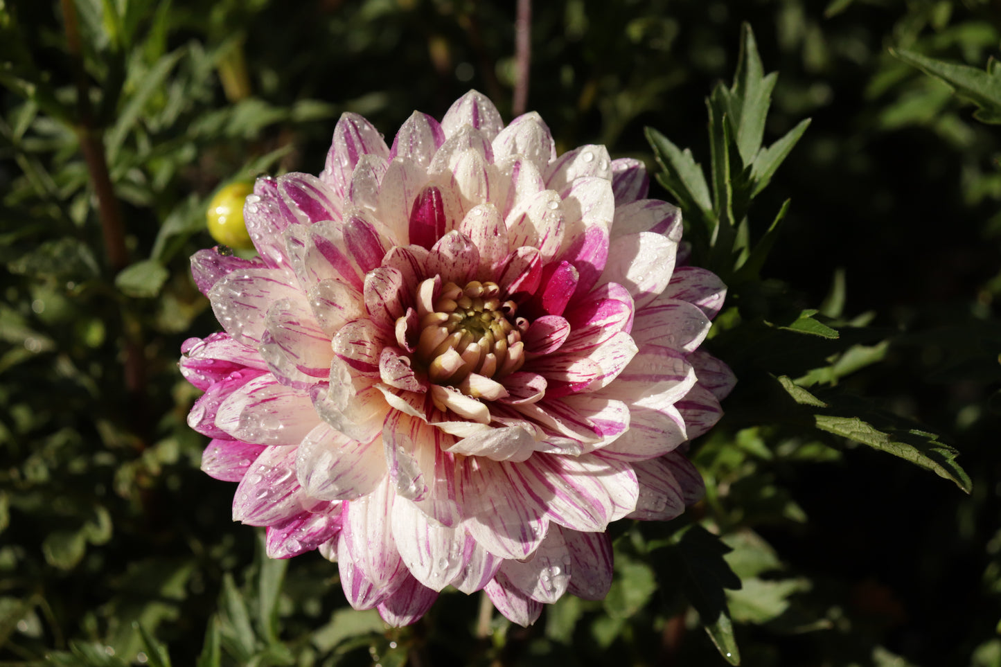 Dahlia Smokey 3