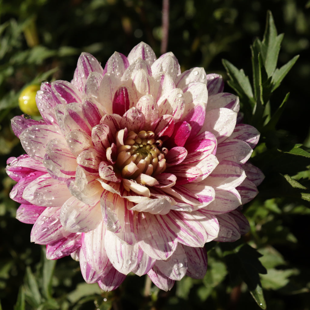 Dahlia Smokey Image