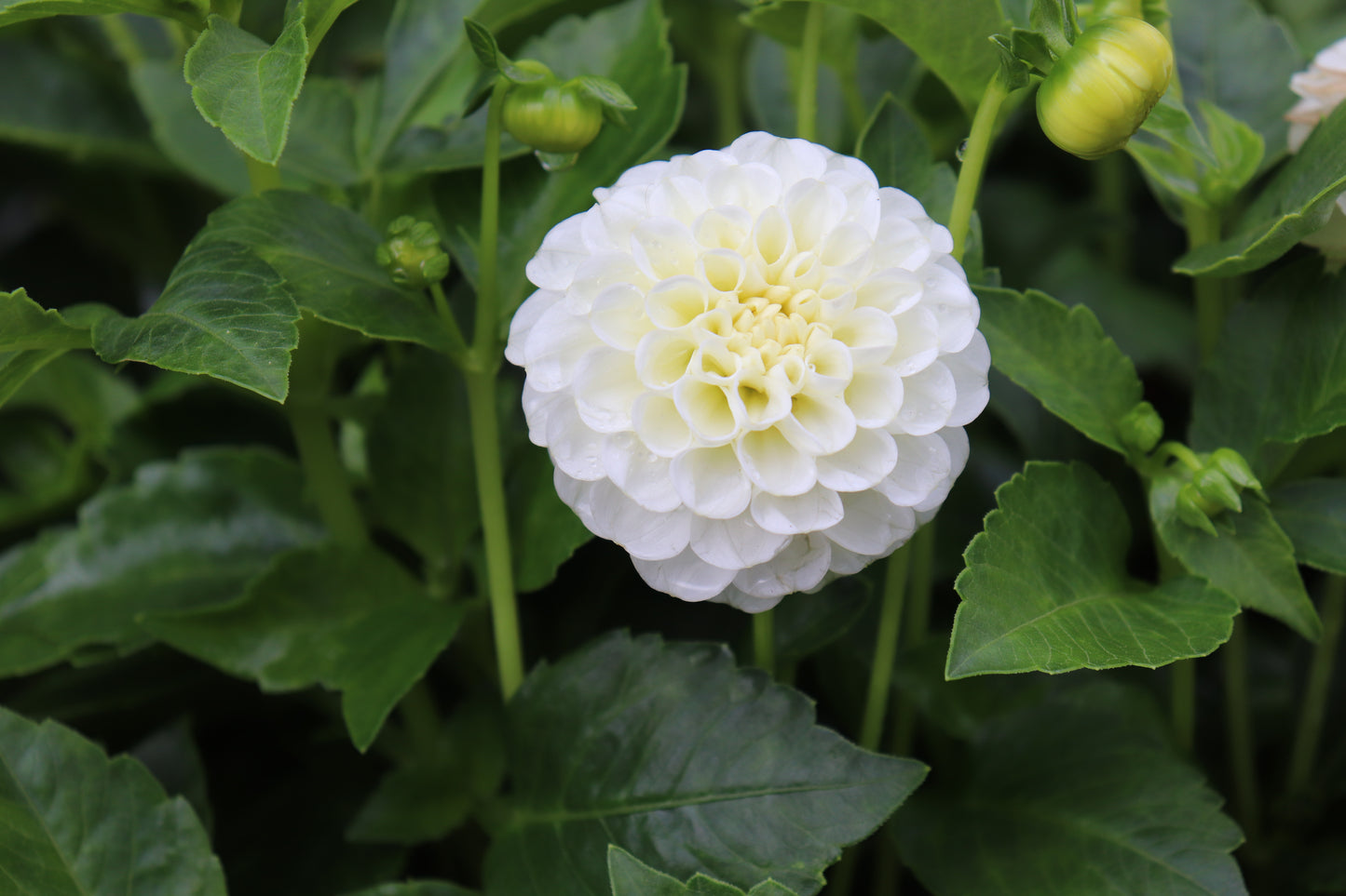 Dahlia Snow Flake
