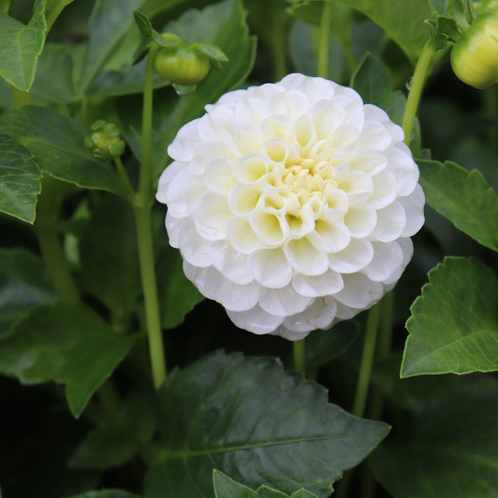Dahlia Snow Flake Image