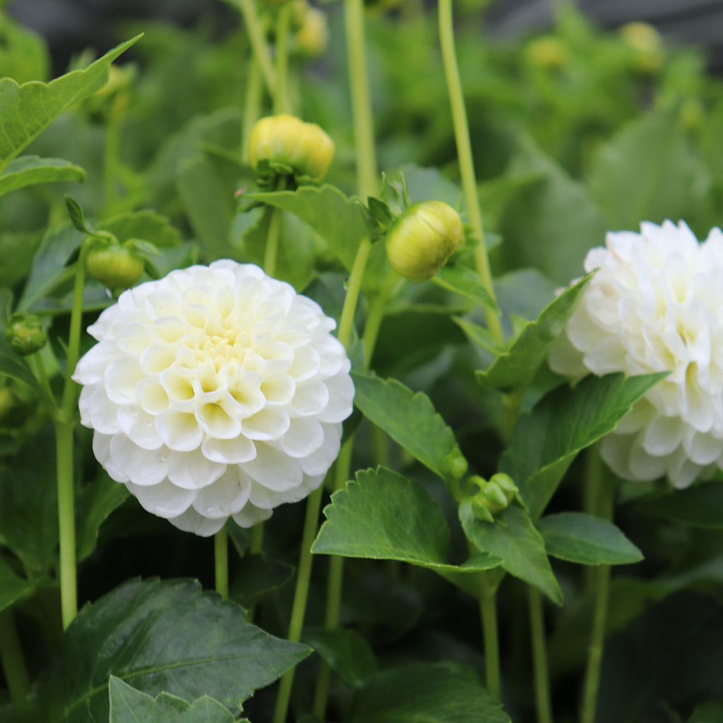 Dahlia Snow Flake Image