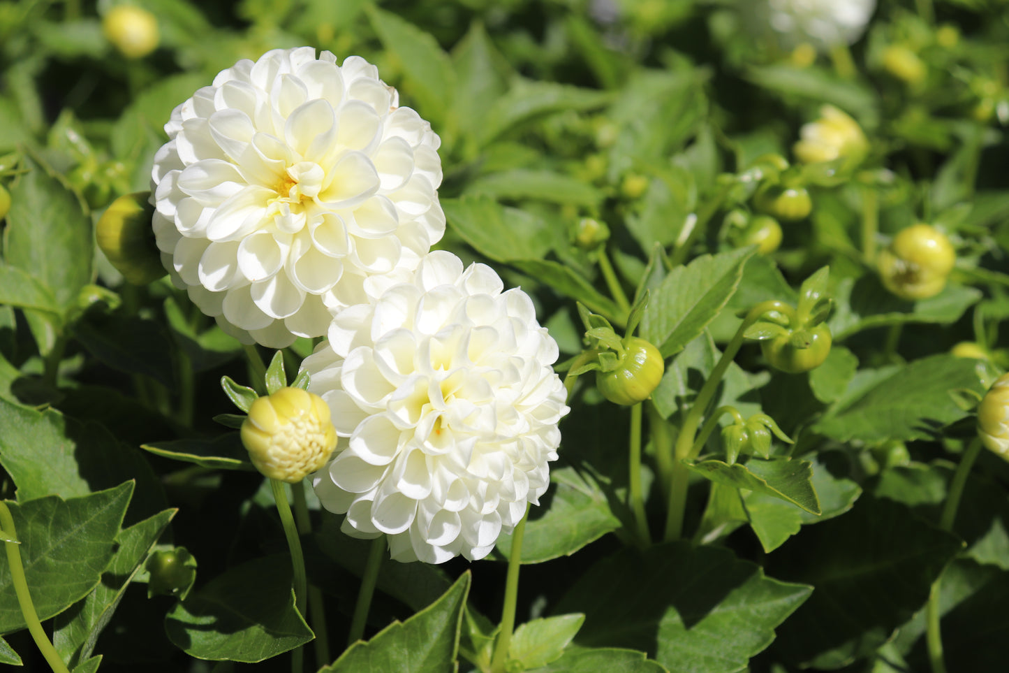 Dahlia Snow Flake 3