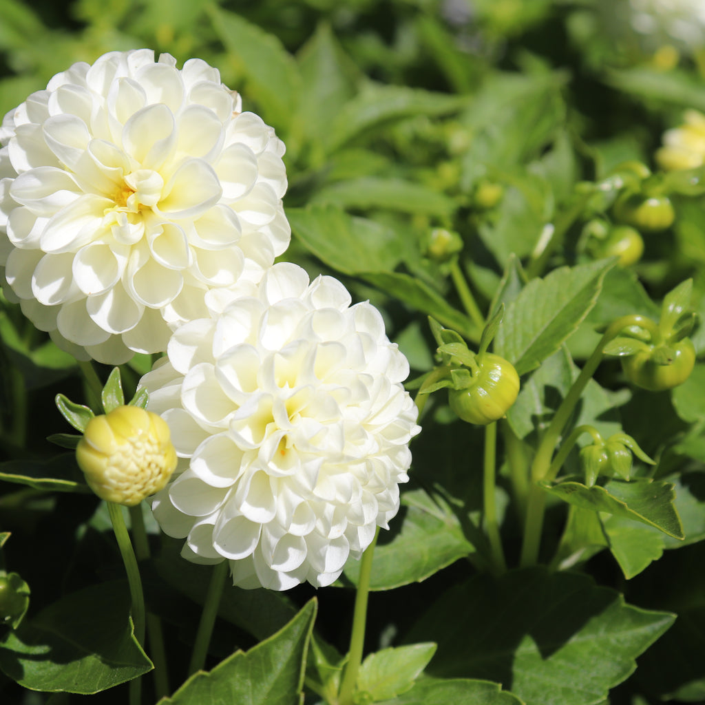 Dahlia Snow Flake Image