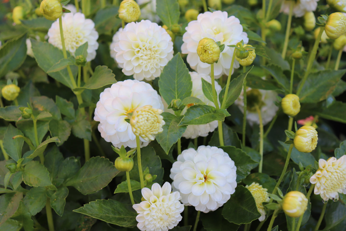 Dahlia Snow Flake 4