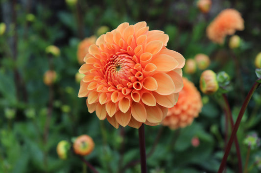 Dahlia Sylvia
