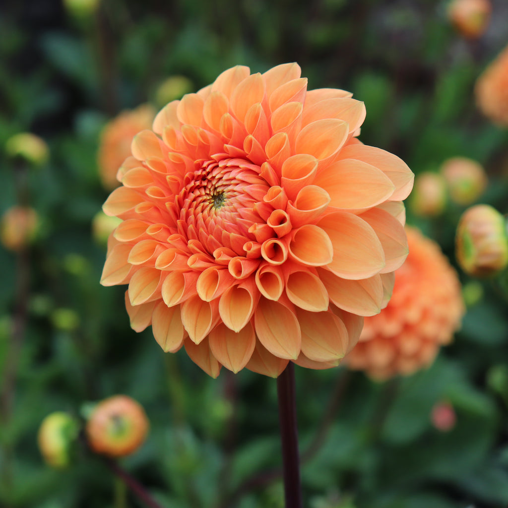Dahlia Sylvia Image