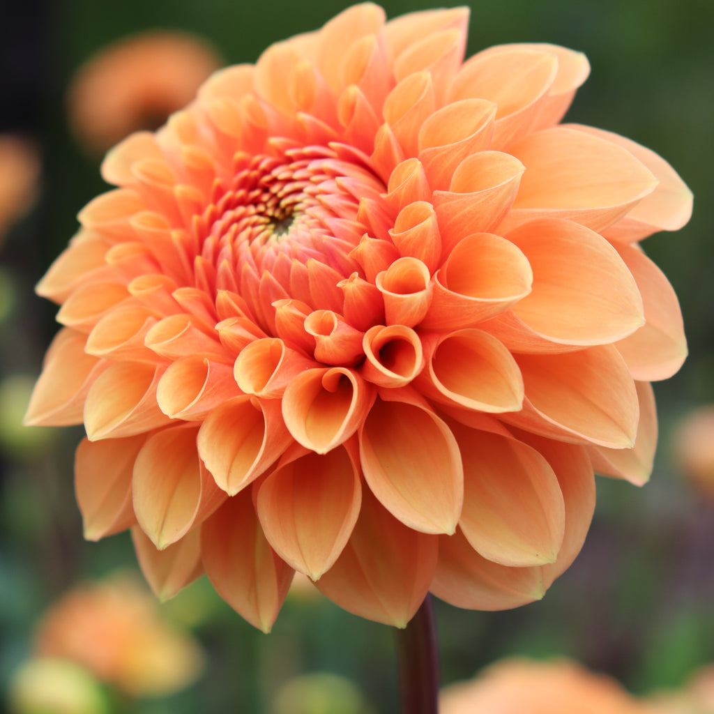 Dahlia Sylvia Image
