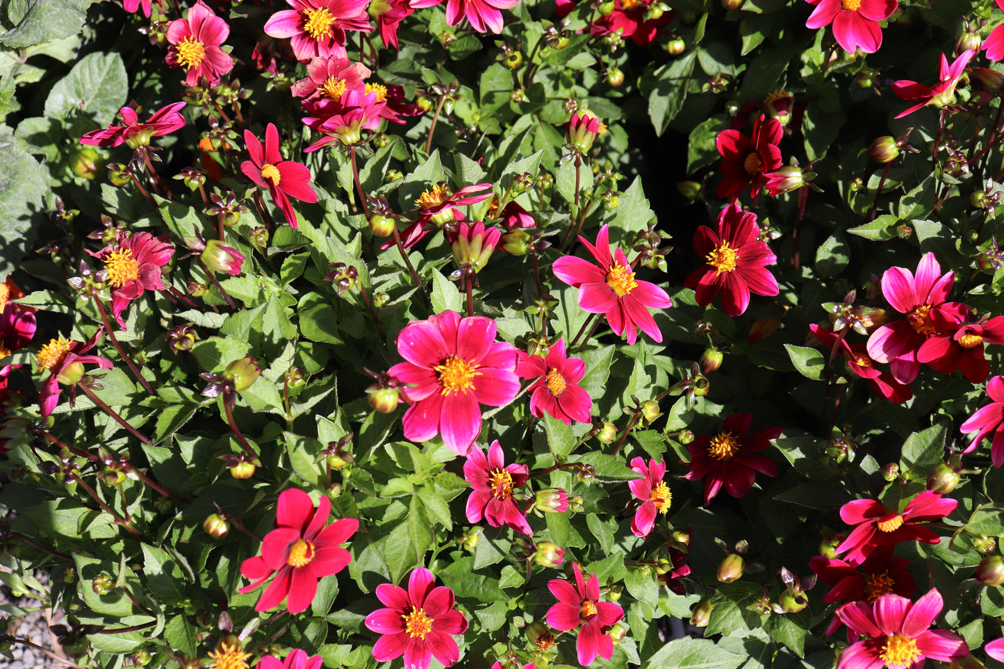 Dahlia Top Mix Purple