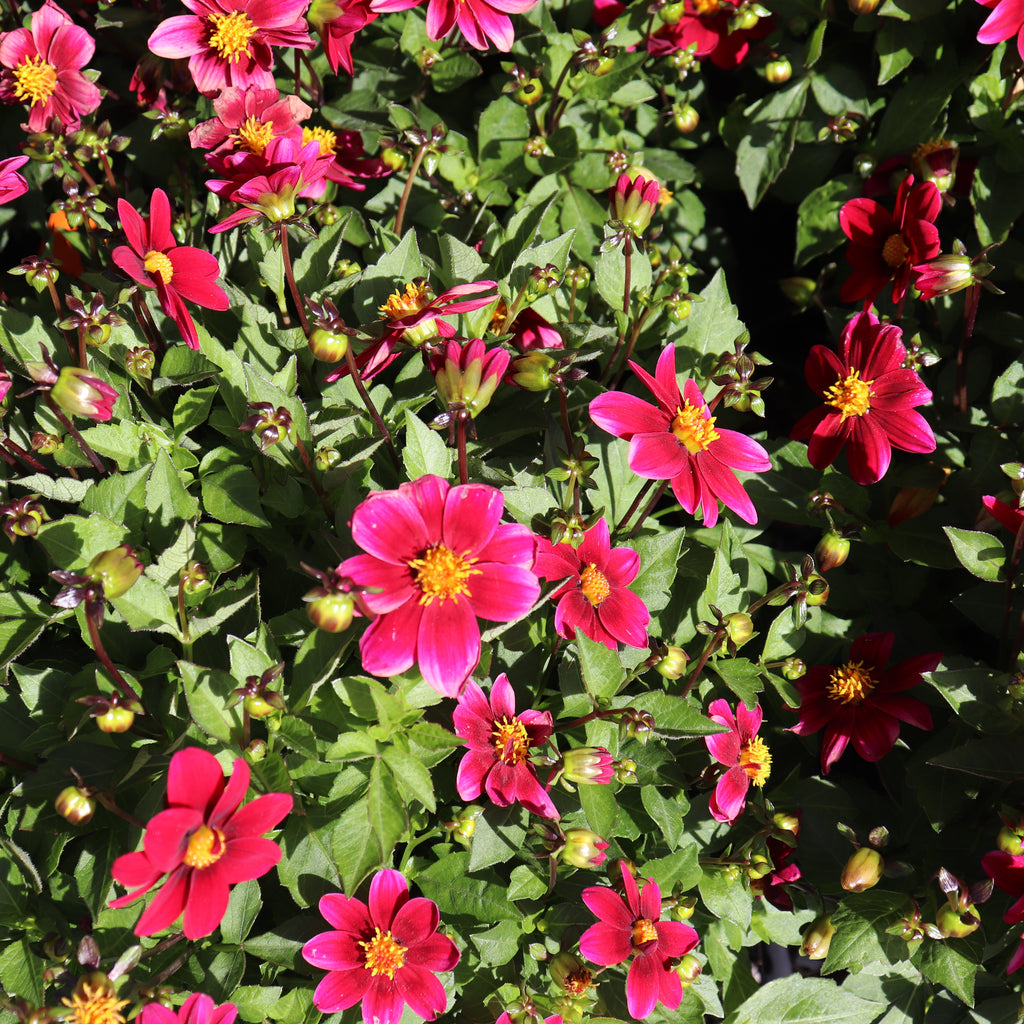 Dahlia Top Mix Purple Image