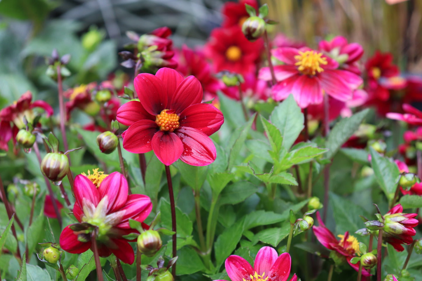 Dahlia Top Mix Purple 2