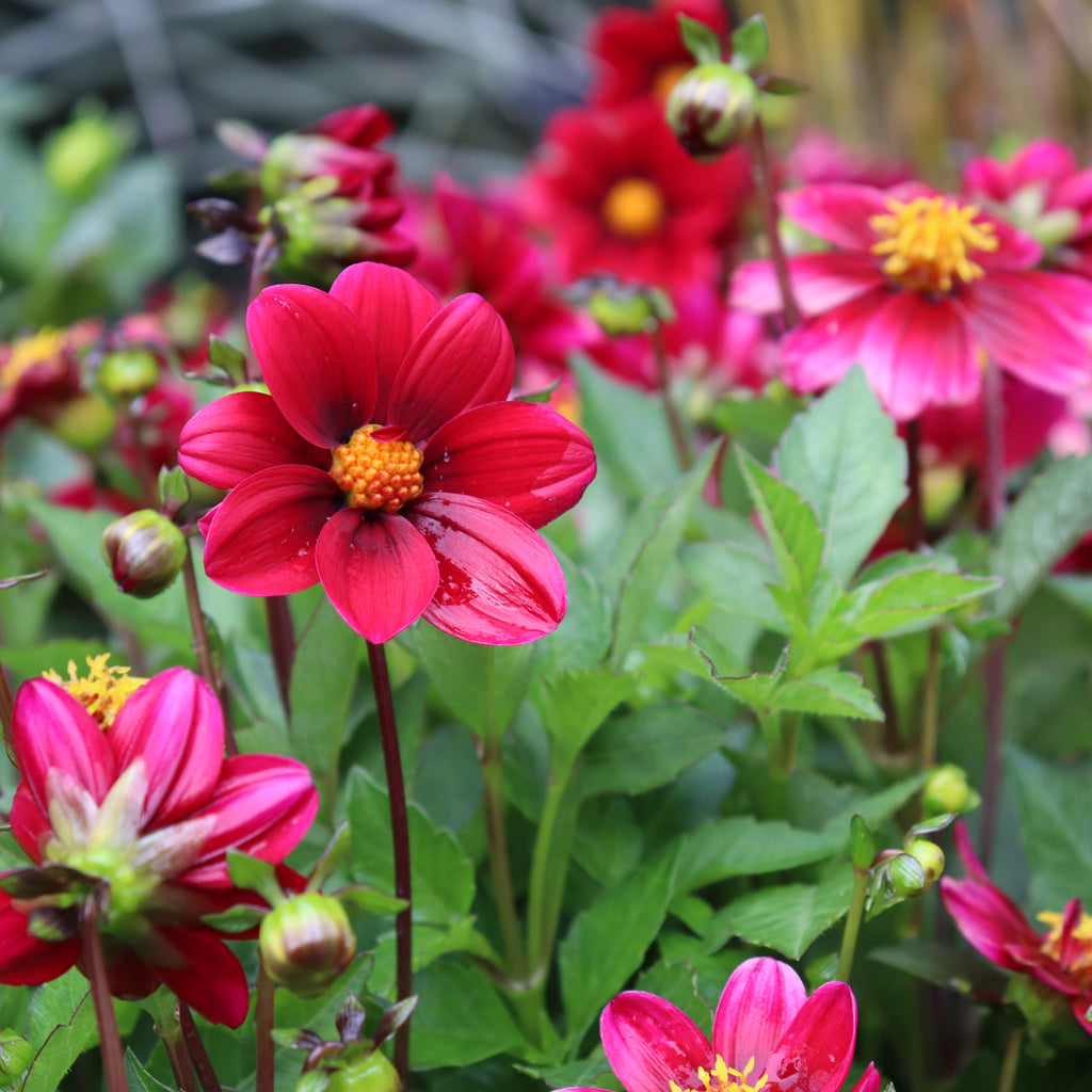 Dahlia Top Mix Purple Image