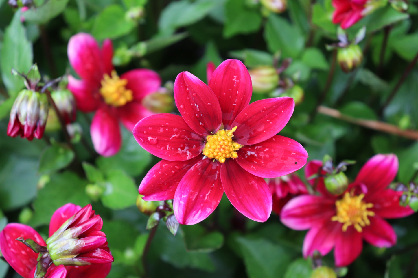 Dahlia Top Mix Purple 3