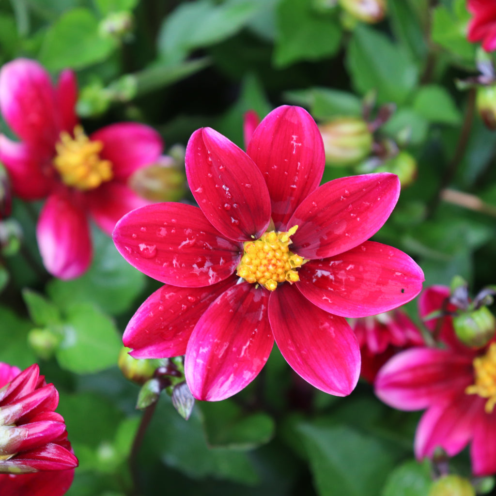 Dahlia Top Mix Purple Image