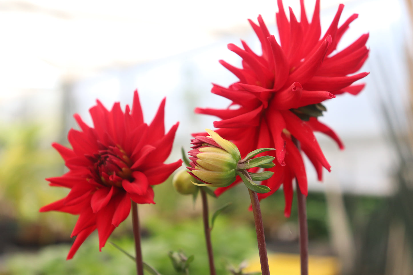 Dahlia Whittemans Best