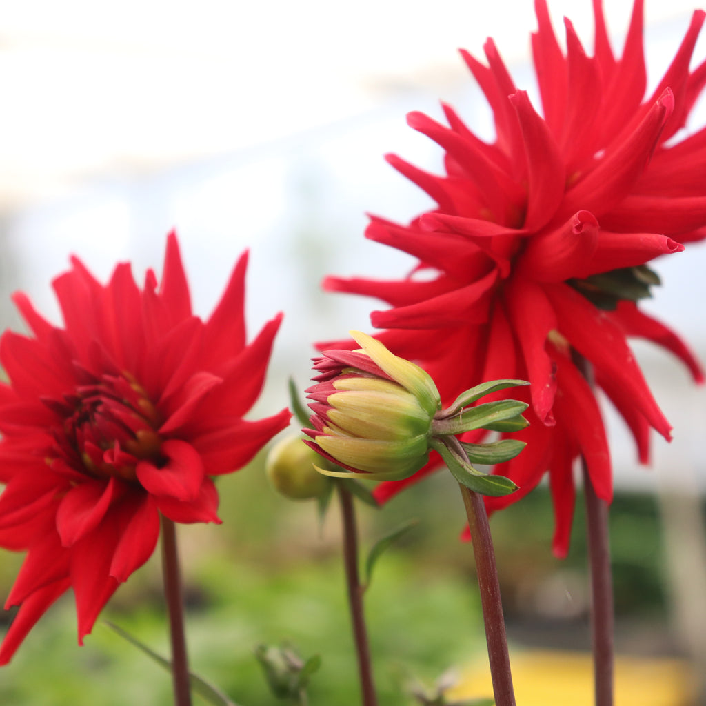 Dahlia Whittemans Best Image