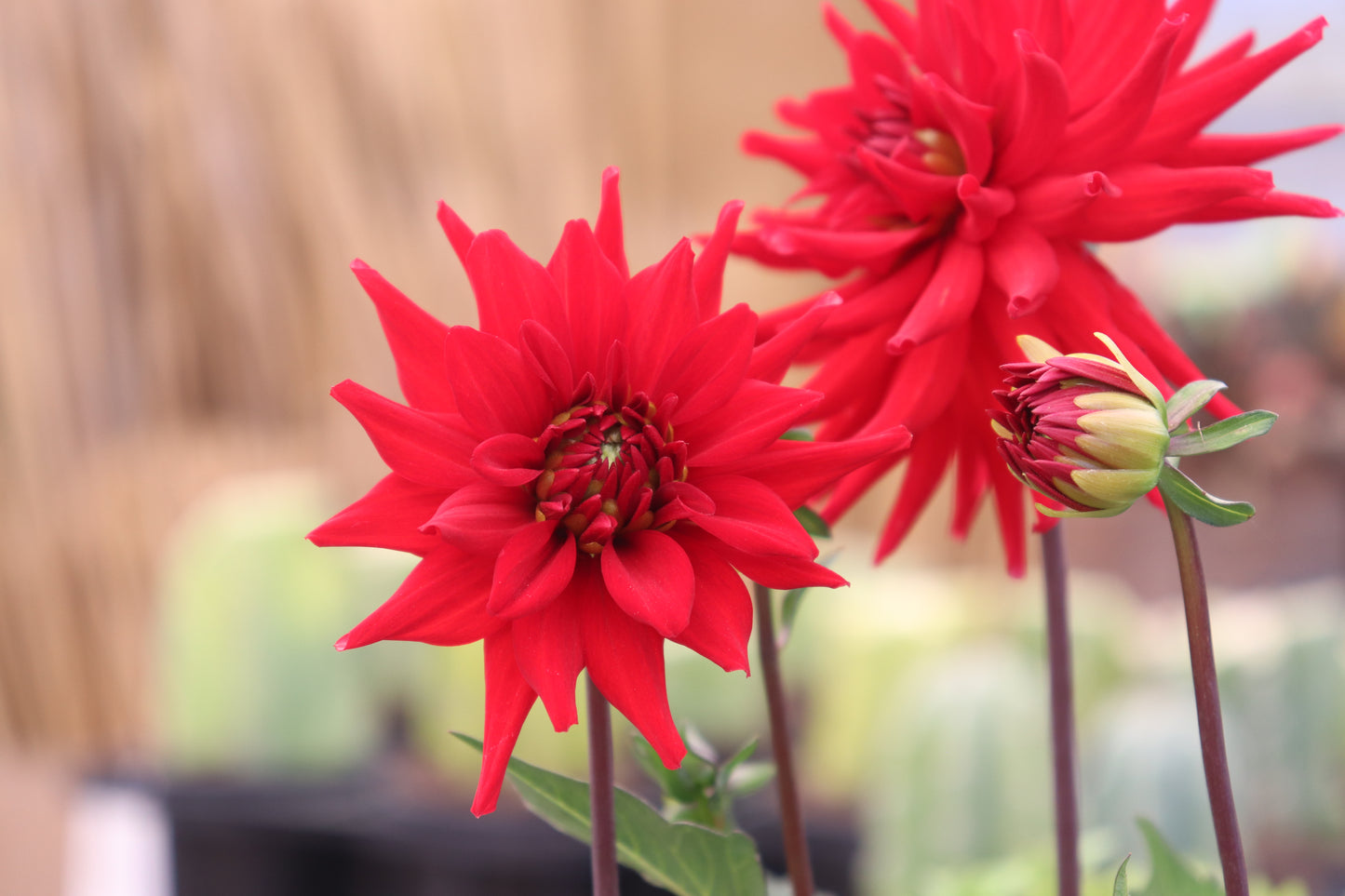 Dahlia Whittemans Best 2
