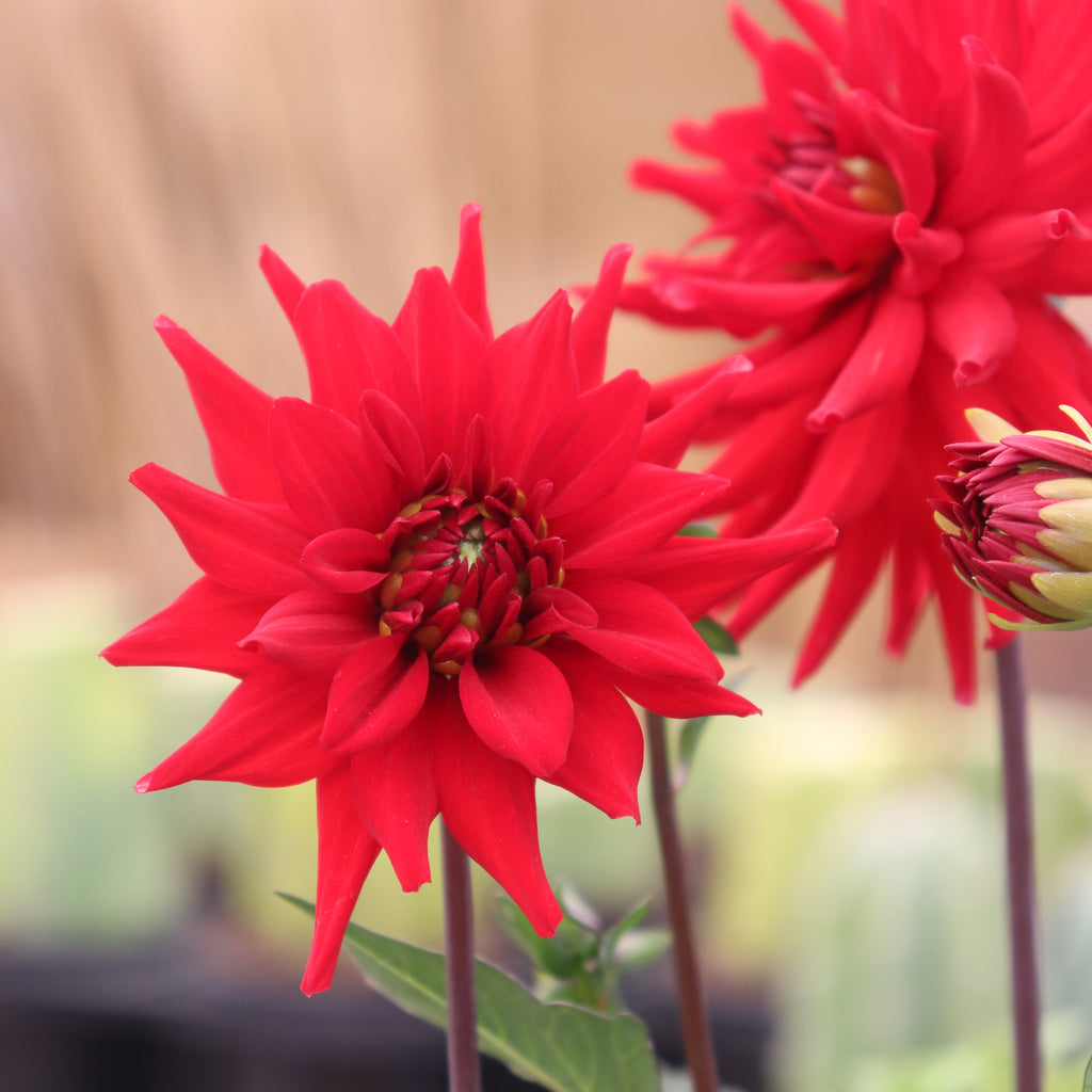 Dahlia Whittemans Best Image