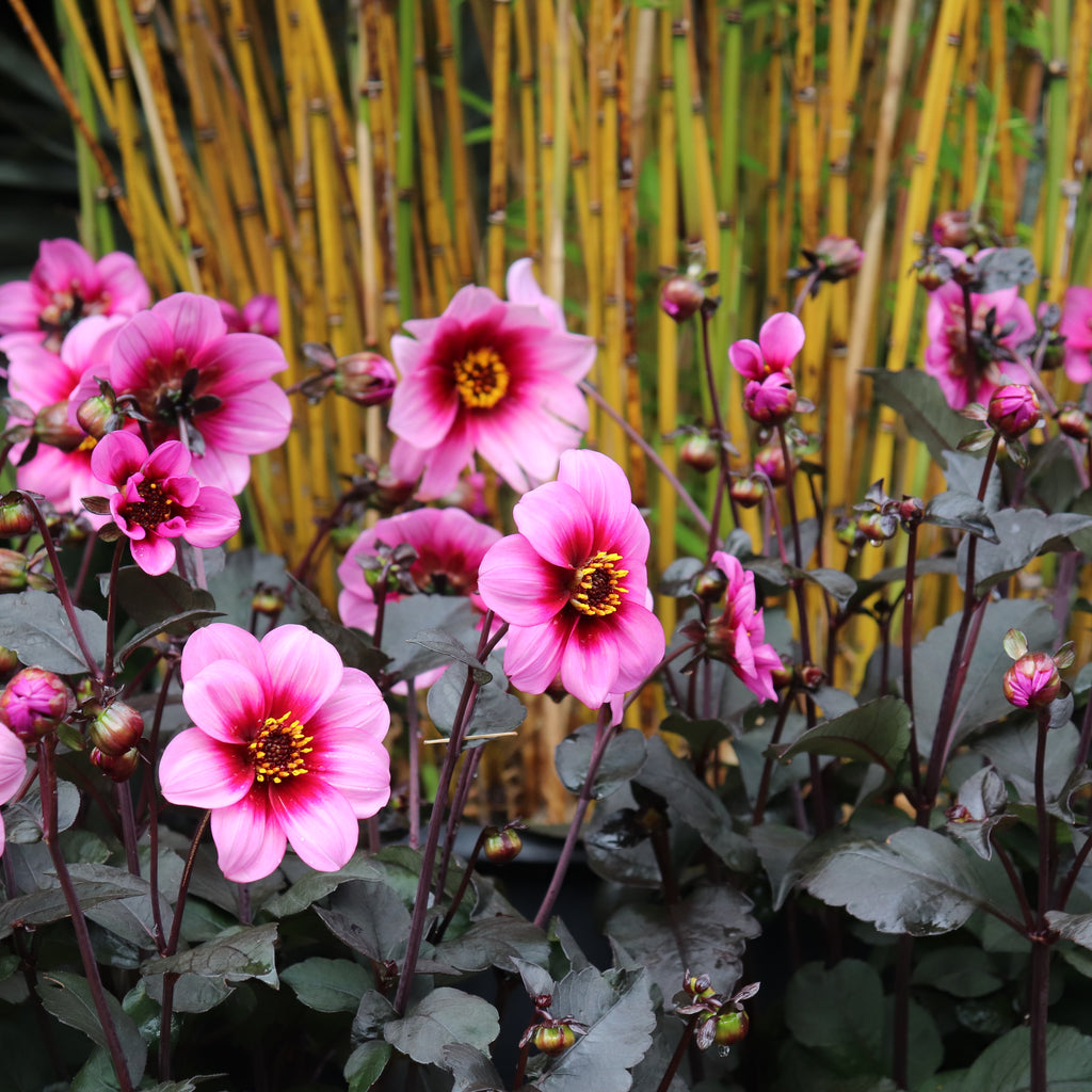 Dahlia Wishes n Dreams Image