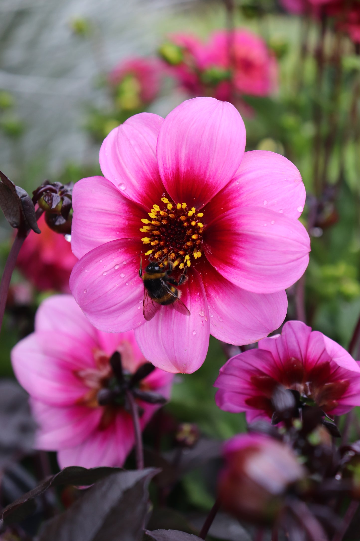 Dahlia Wishes n Dreams 2