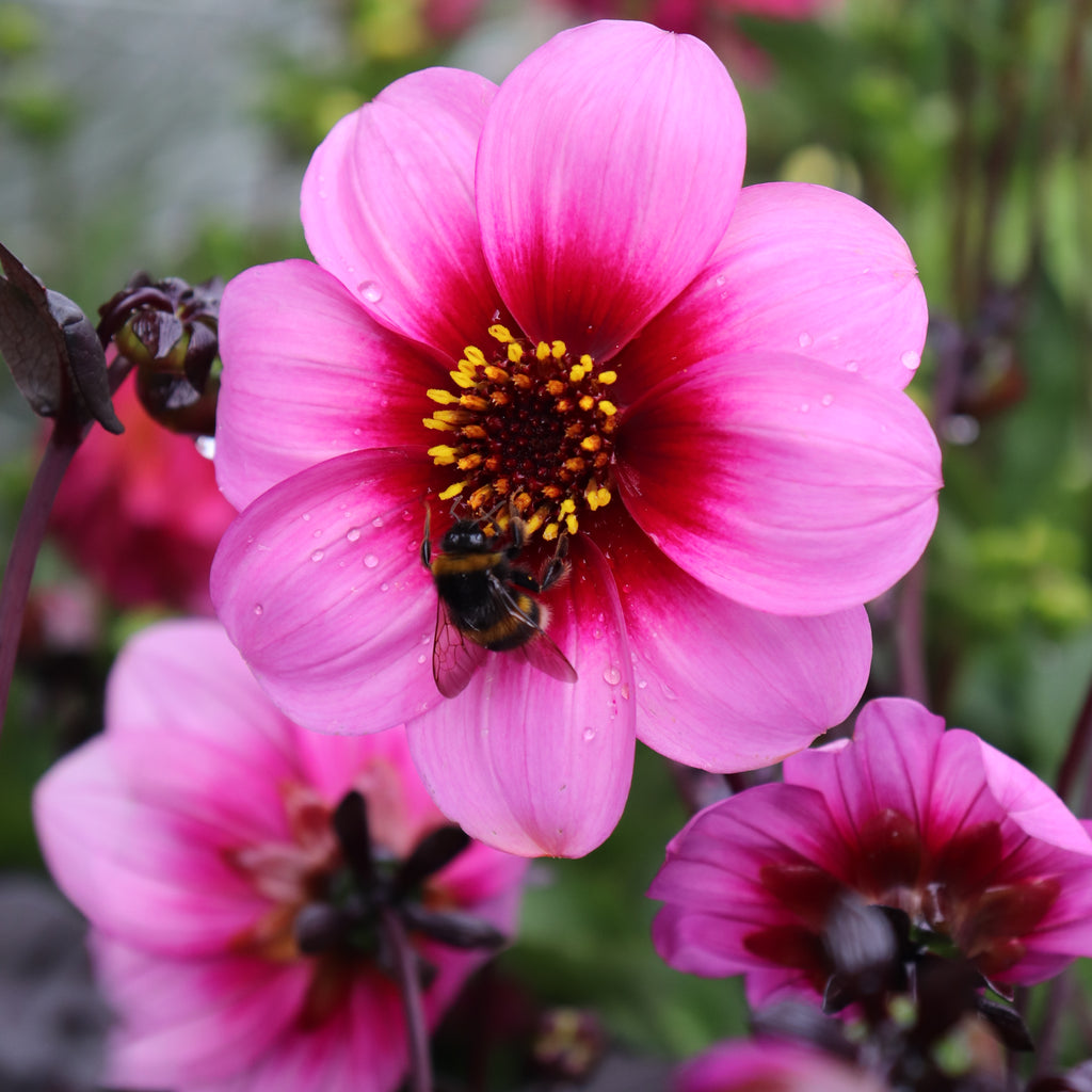 Dahlia Wishes n Dreams Image