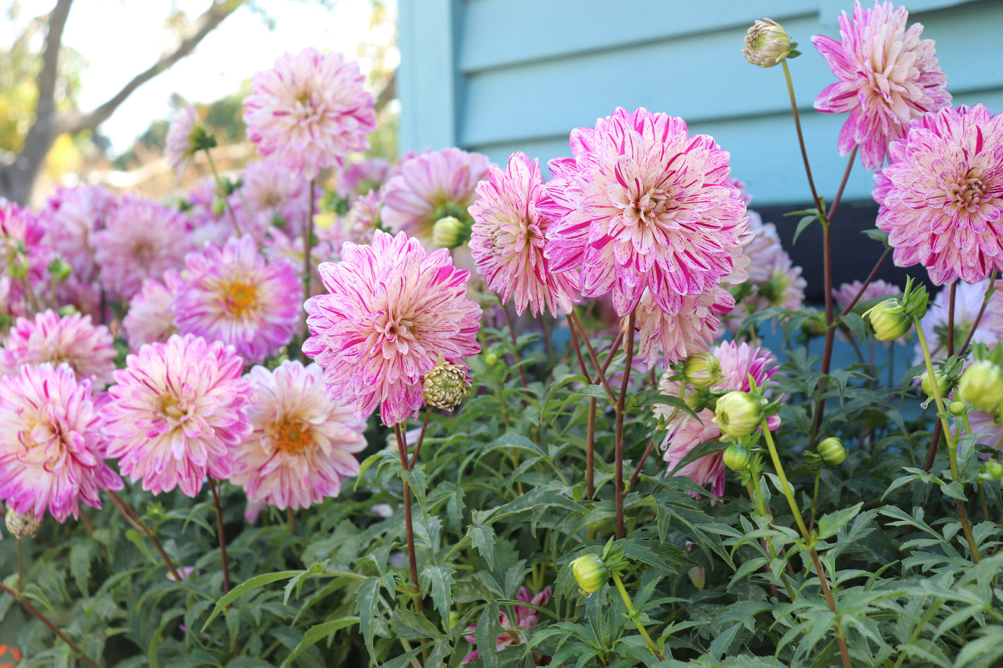 Dahlia smokey 4