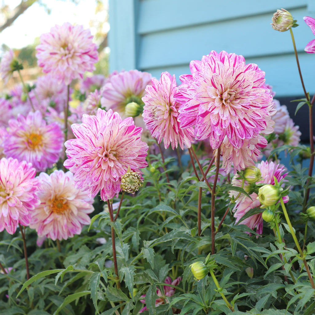 Dahlia Smokey Image