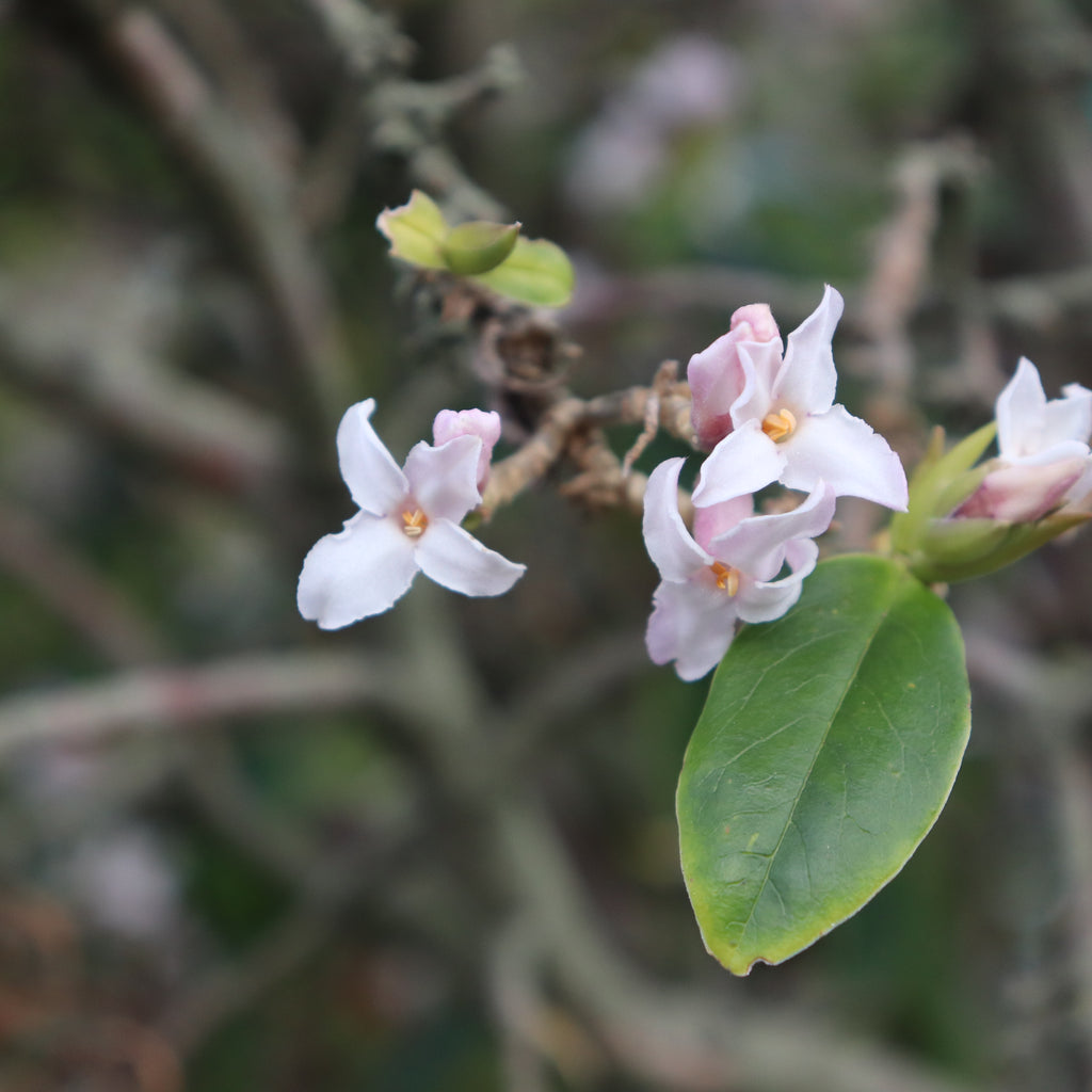 Daphne bholua Image