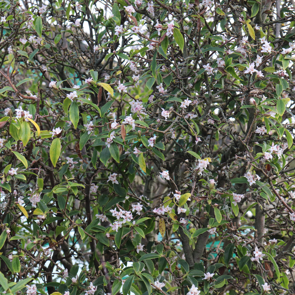 Daphne bholua Image