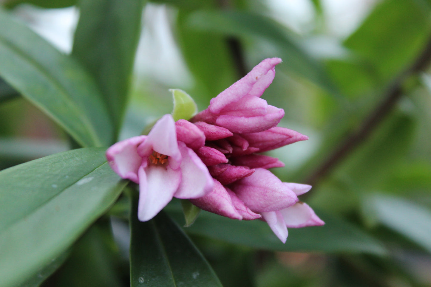 Daphne perfume princess.