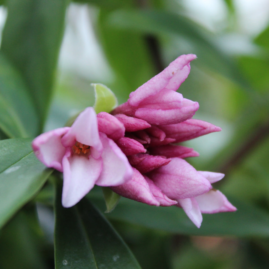 Daphne perfume princess Image