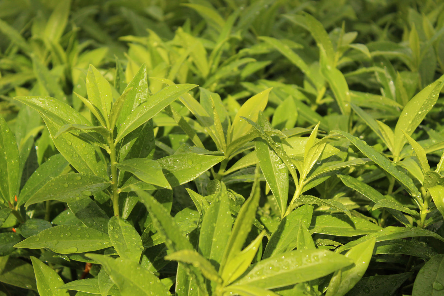 Daphne perfume princess