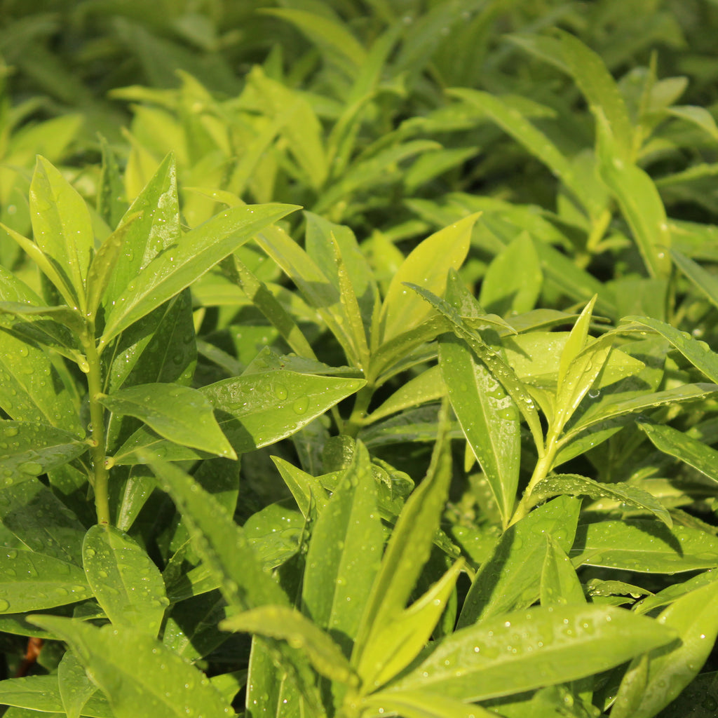 Daphne perfume princess Image