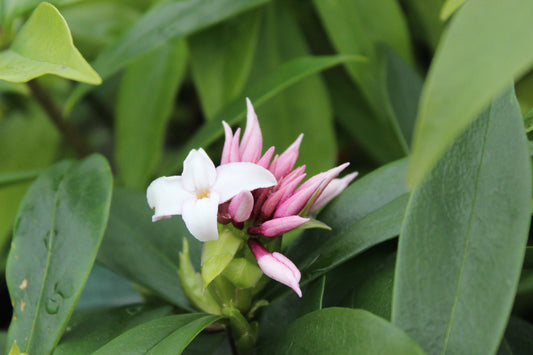 Daphne perfume princess 2