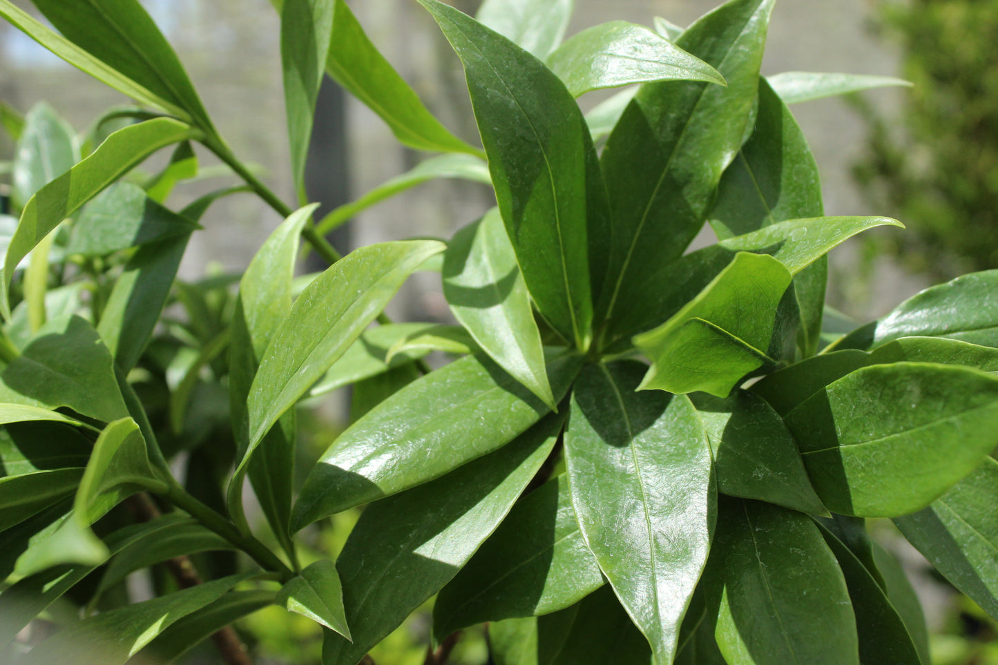 Daphne perfume princess white