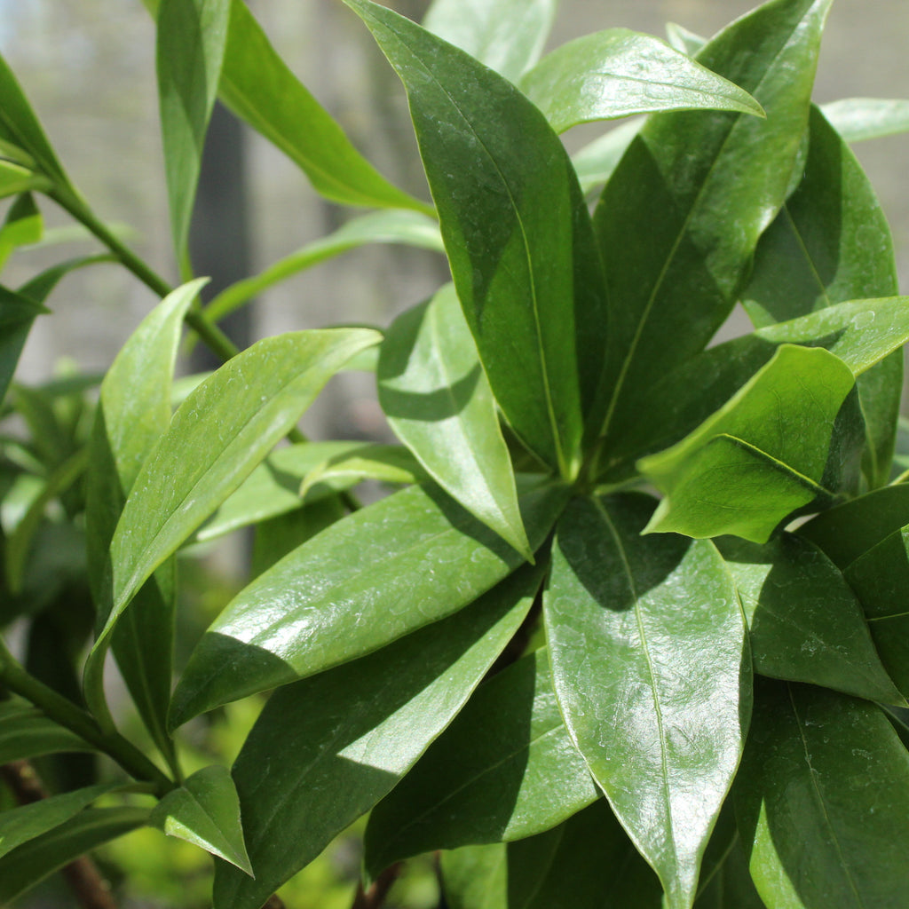 Daphne perfume princess white Image