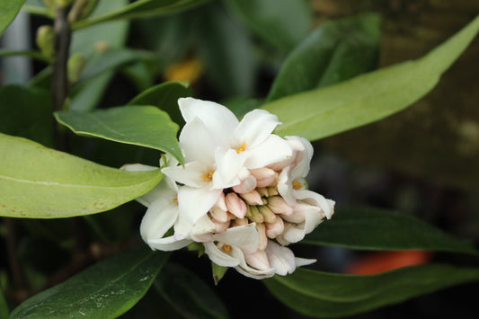 Daphne perfume princess white 2