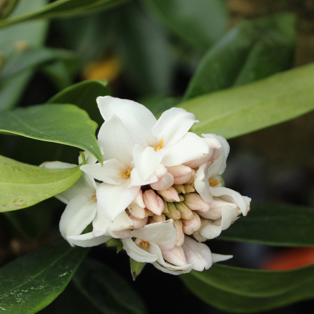 Daphne perfume princess white Image