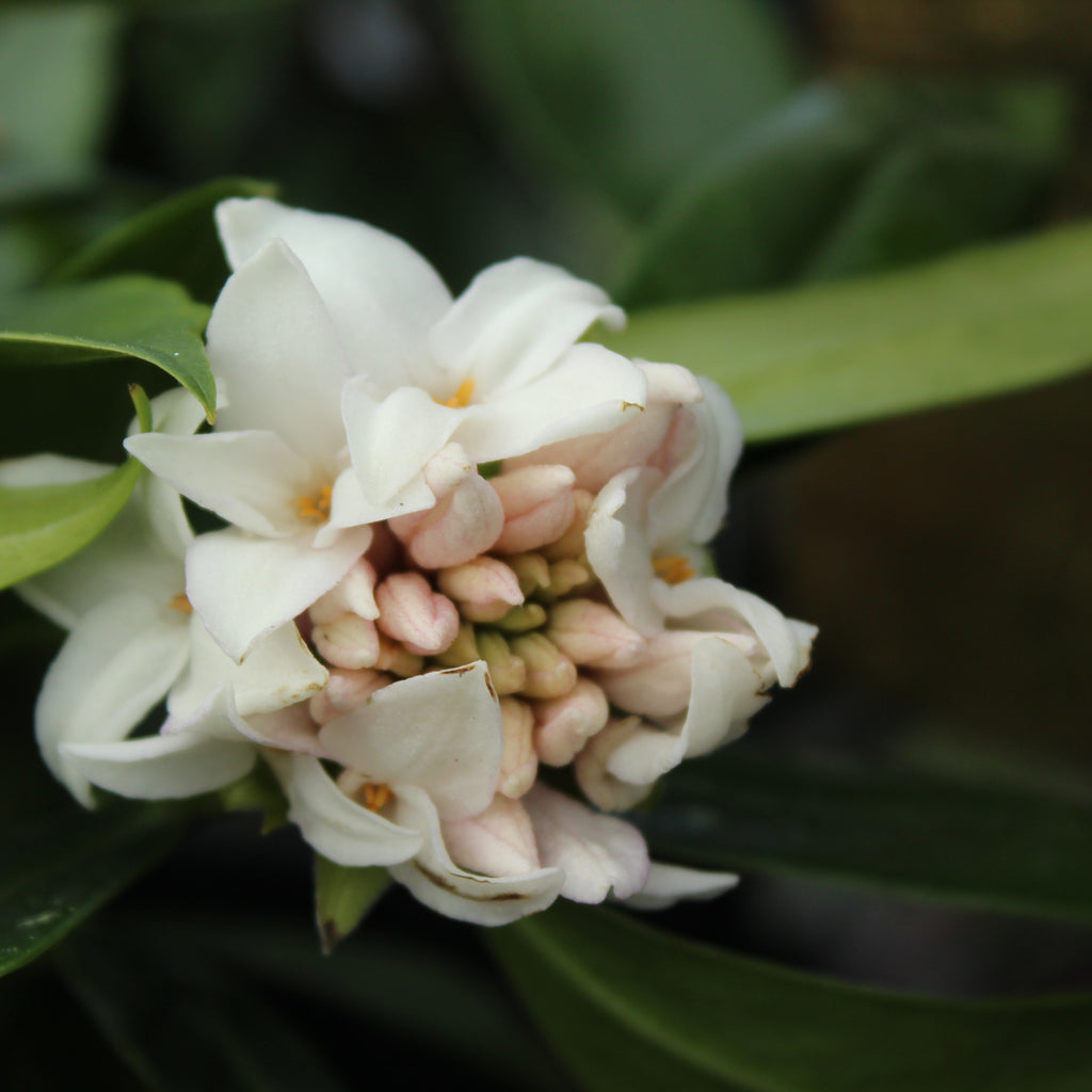 Daphne perfume princess white Image