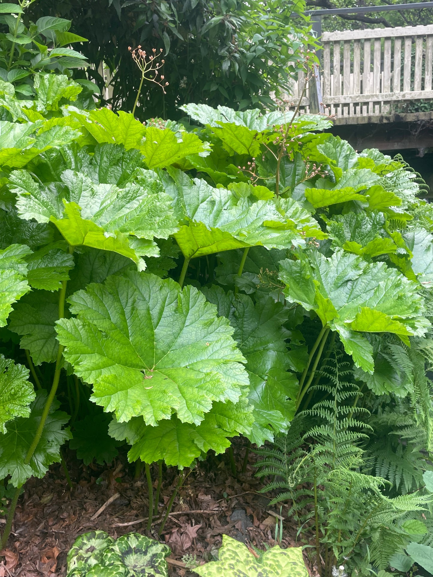 Darmera peltata