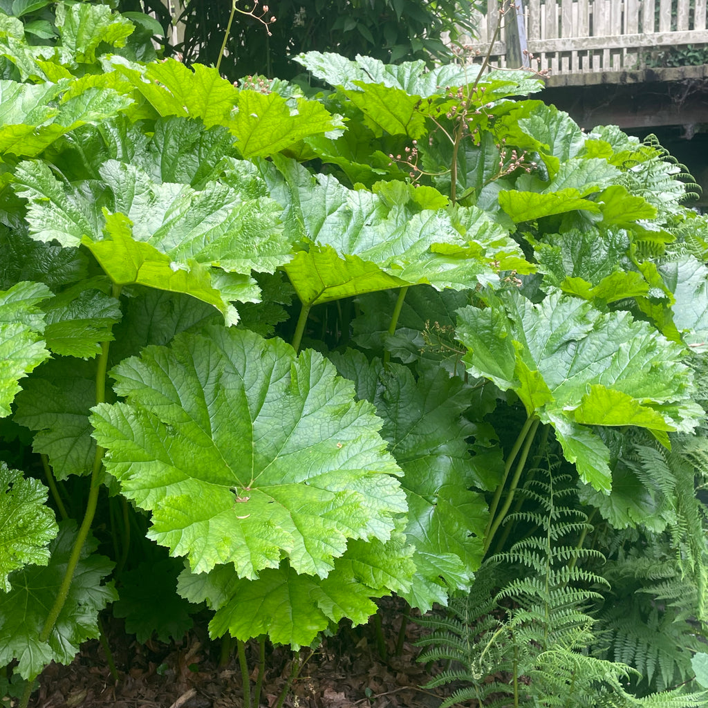 Darmera peltata Image
