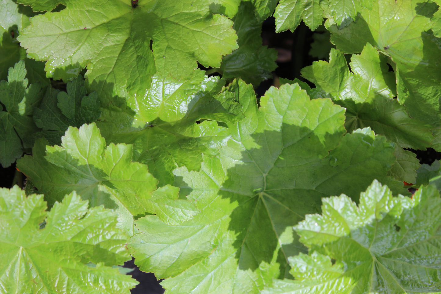 Darmera peltata